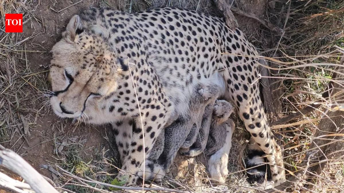 Jwala’s Triumph: Five New Cubs Push India’s Cheetah Population Past 53 at Kuno National Park