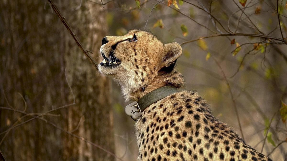 Ravi Chellam and Nitin Rai Question India’s Cheetah Reintroduction Strategy